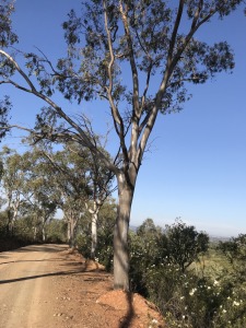 藍膠尤加利純精油-5ml 藍膠尤加利純精油-5ml