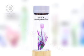 透明生物標本 - 大斑石鱸 Pomadasys maculatus 透明生物標本 - 大斑石鱸 Pomadasys maculatus