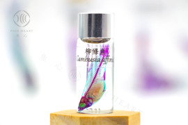 透明生物標本 - 柳條魚 Gambusia affinis 透明生物標本 - 柳條魚 Gambusia affinis