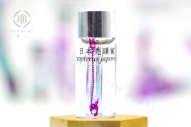 透明生物標本 - 日本禿頭鯊 Sicyopterus japonicus 透明生物標本 - 日本禿頭鯊 Sicyopterus japonicus