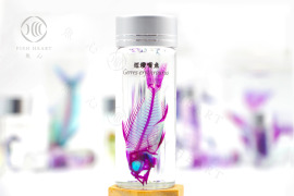 透明生物標本 - 短鑽嘴魚 Gerres erythrourus【網路限定】 透明生物標本 - 短鑽嘴魚 Gerres erythrourus【網路限定】