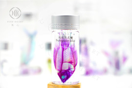 透明生物標本 - 紅紋毛足鱸 Trichogaster lalius 透明生物標本 - 紅紋毛足鱸 Trichogaster lalius