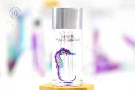 透明生物標本 - 吻海馬 Hippocampus reidi (大) 透明生物標本 - 吻海馬 Hippocampus reidi (大)