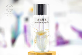 透明生物標本 - 荔枝椿象 Tessaratoma papillosa 【網路限定】 透明生物標本 - 荔枝椿象 Tessaratoma papillosa 【網路限定】