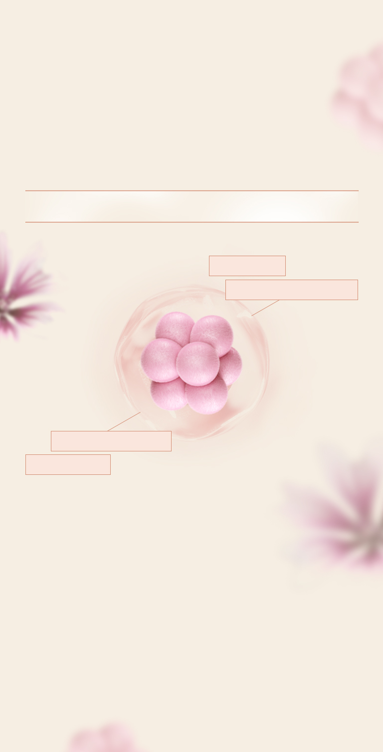 ZYROL馬甲小纖條代謝茶功效 西班牙錦葵萃取幫助腸道蠕動