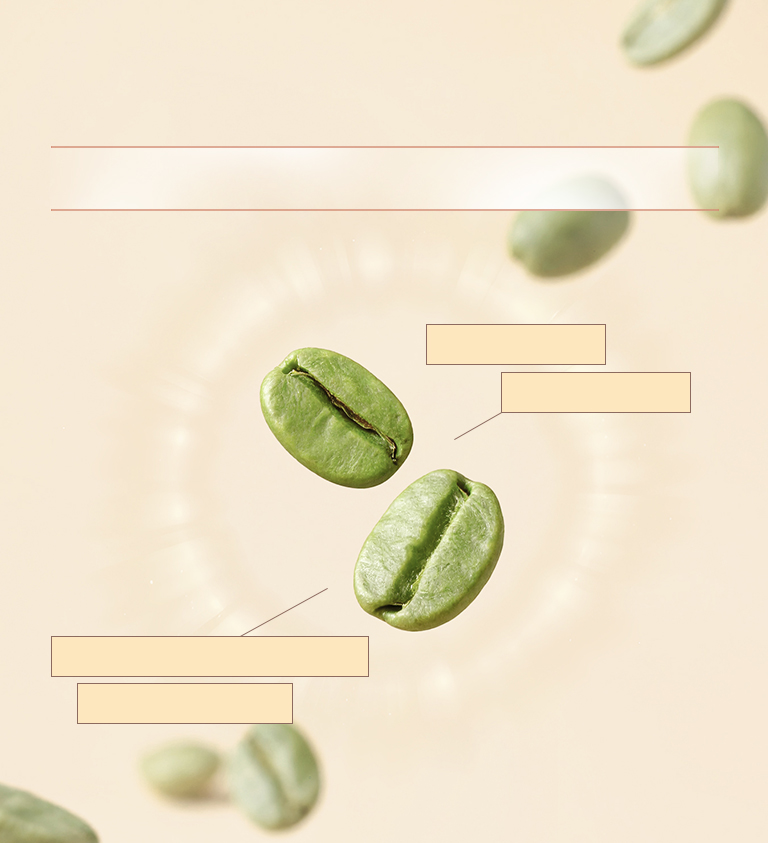 法國綠咖啡豆萃取 含有45%高濃度綠原酸