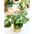 銅鑼燒花燭 銅鑼燒花燭