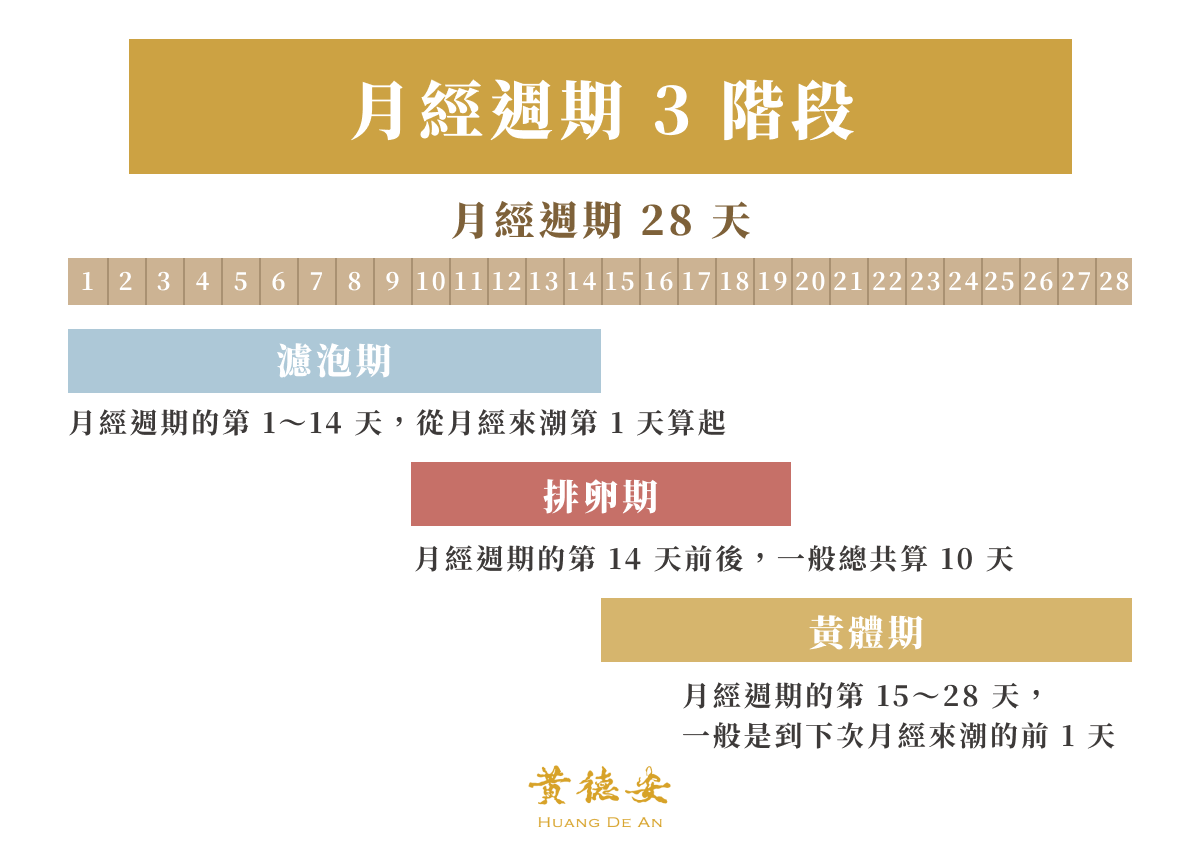 月經週期 3 階段