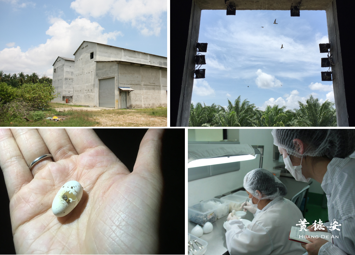 黃德安實際走訪產地燕屋實拍圖