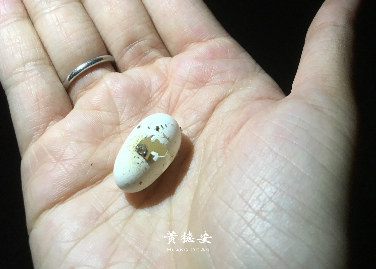 燕窩摘採過程發現的空蛋殼