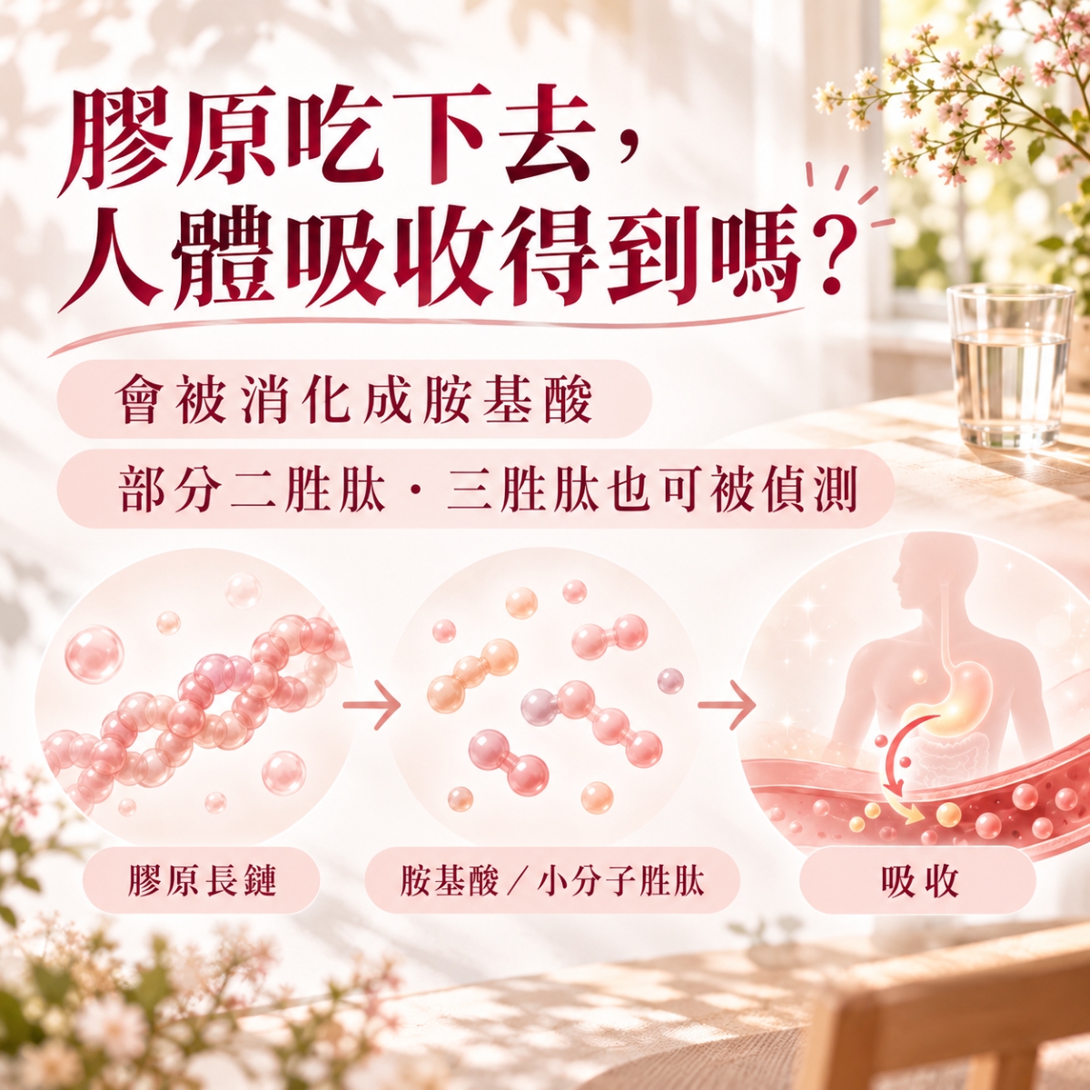 口服三胜肽膠原會經消化並吸收胺基酸與部分小分子胜肽