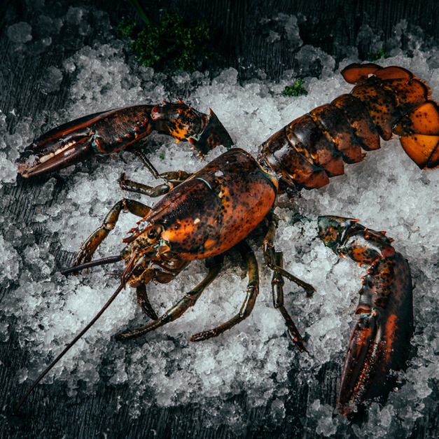活體波士頓龍蝦 活體波士頓龍蝦