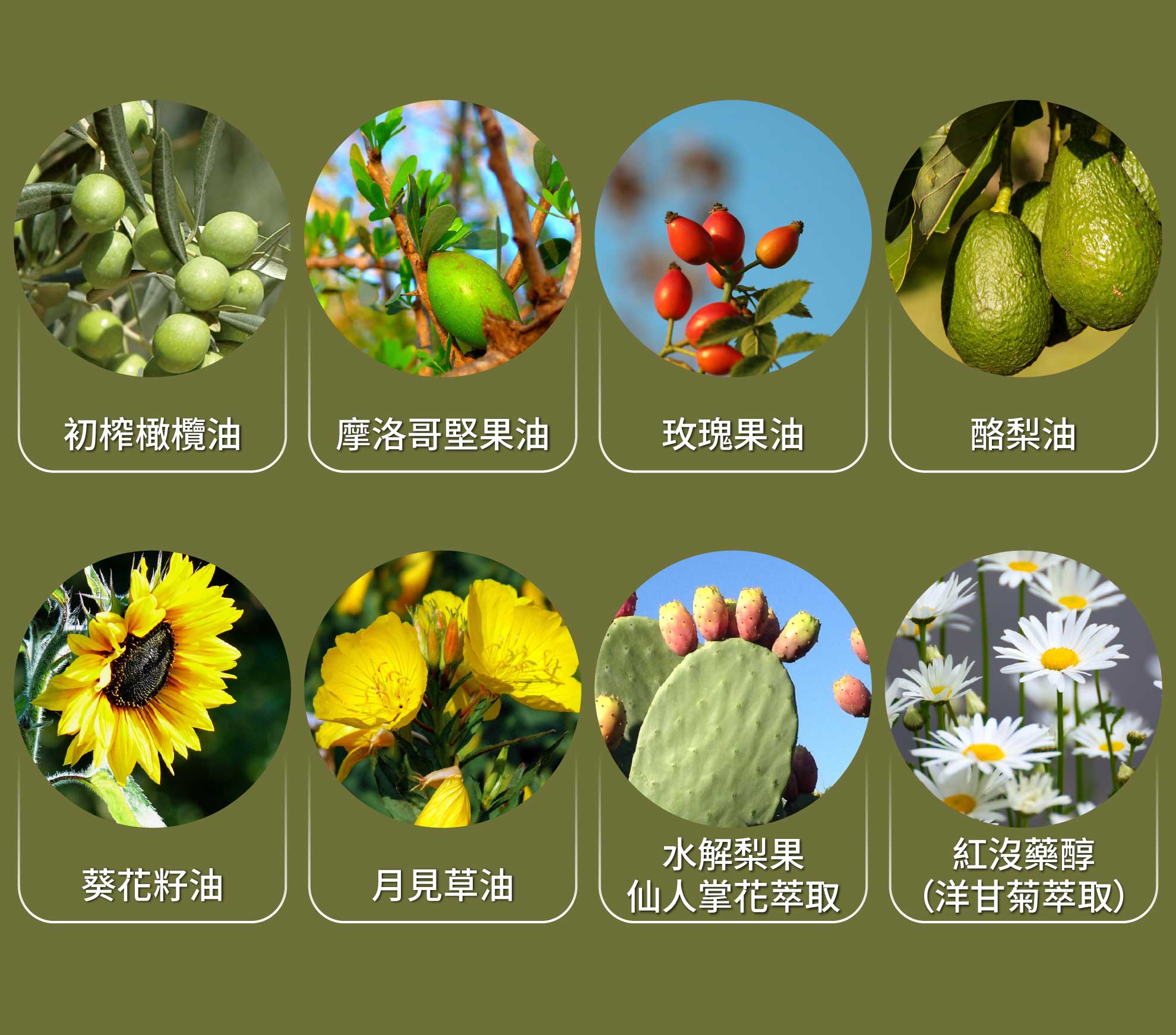 植物油保養成分