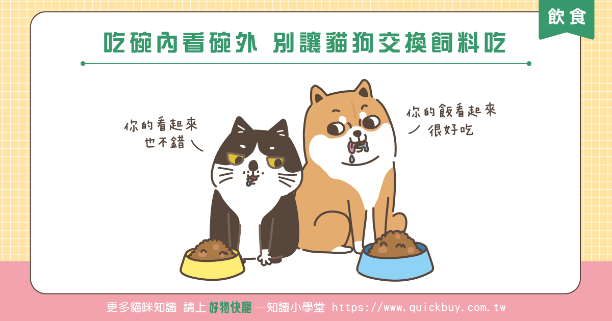 貓狗吃碗內看碗外...別讓貓狗交換飼料吃