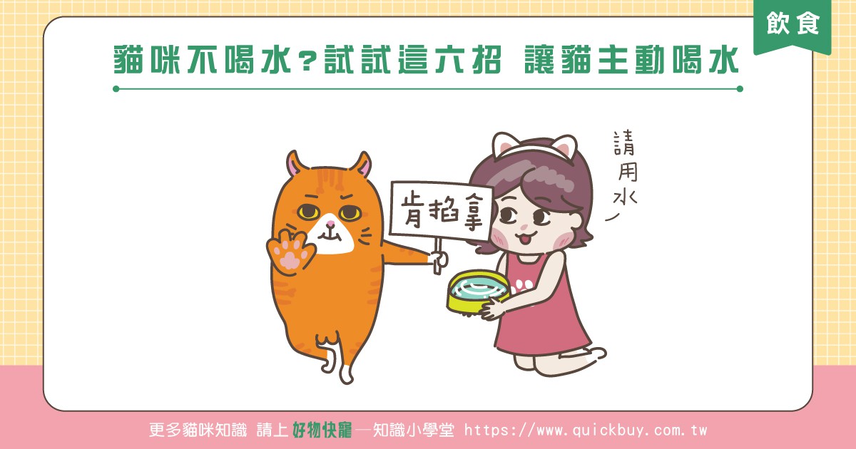 貓咪不喝水?試試這六招 讓貓主動喝水