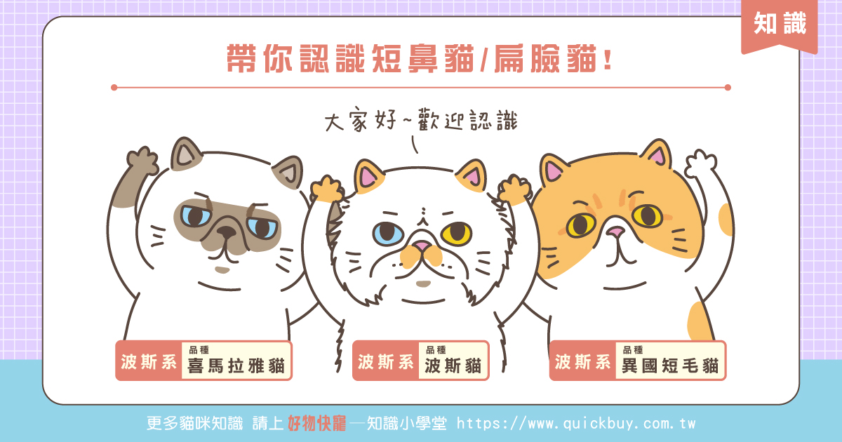 帶你認識短鼻貓/扁臉貓!