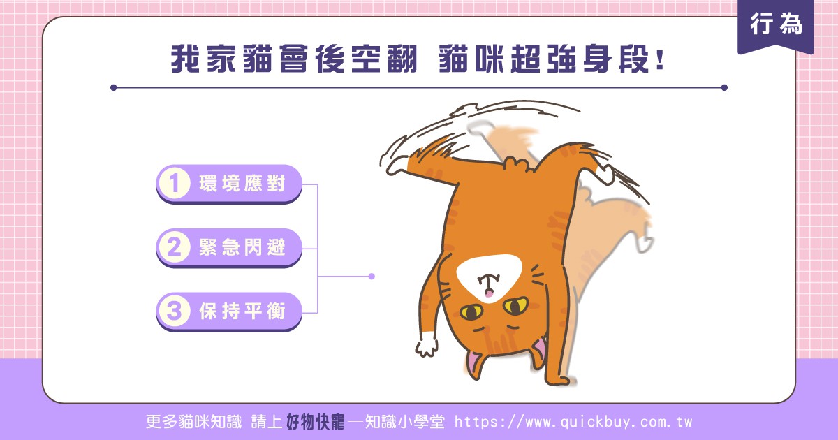 我家貓會後空翻，貓咪超強身段