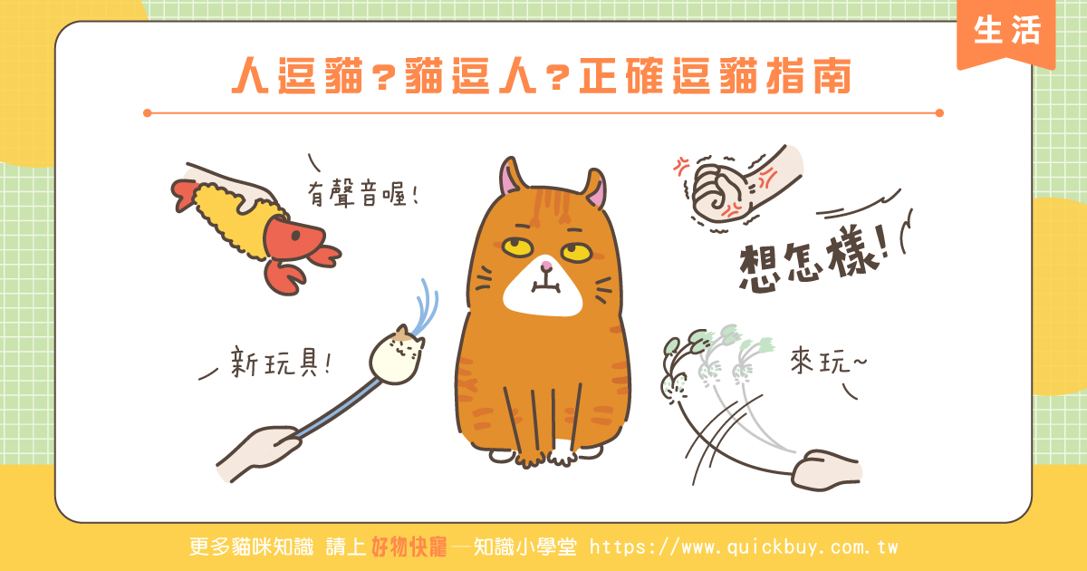 人逗貓?貓逗人?正確逗貓指南