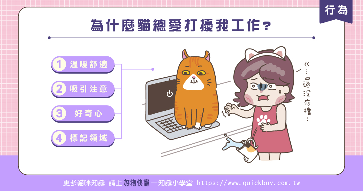 為什麼貓總愛打擾我工作?4種可能原因帶你了解