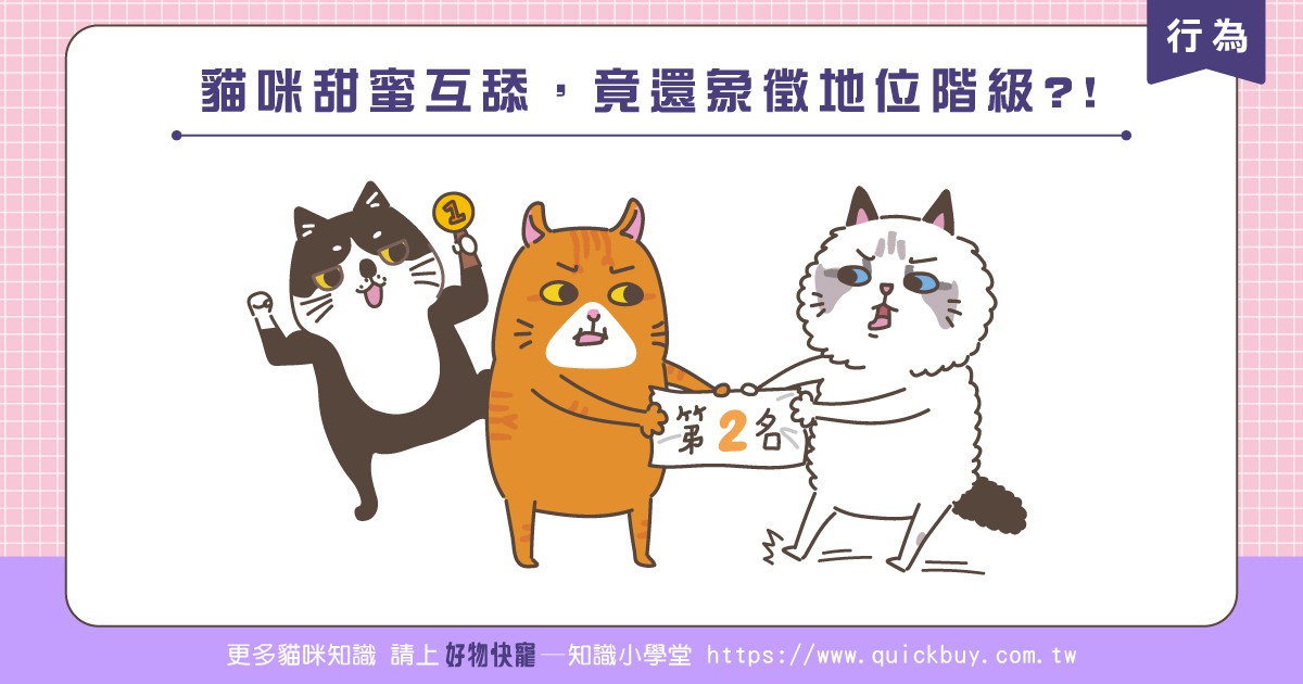 貓咪甜蜜互舔，竟還象徵地位階級?!