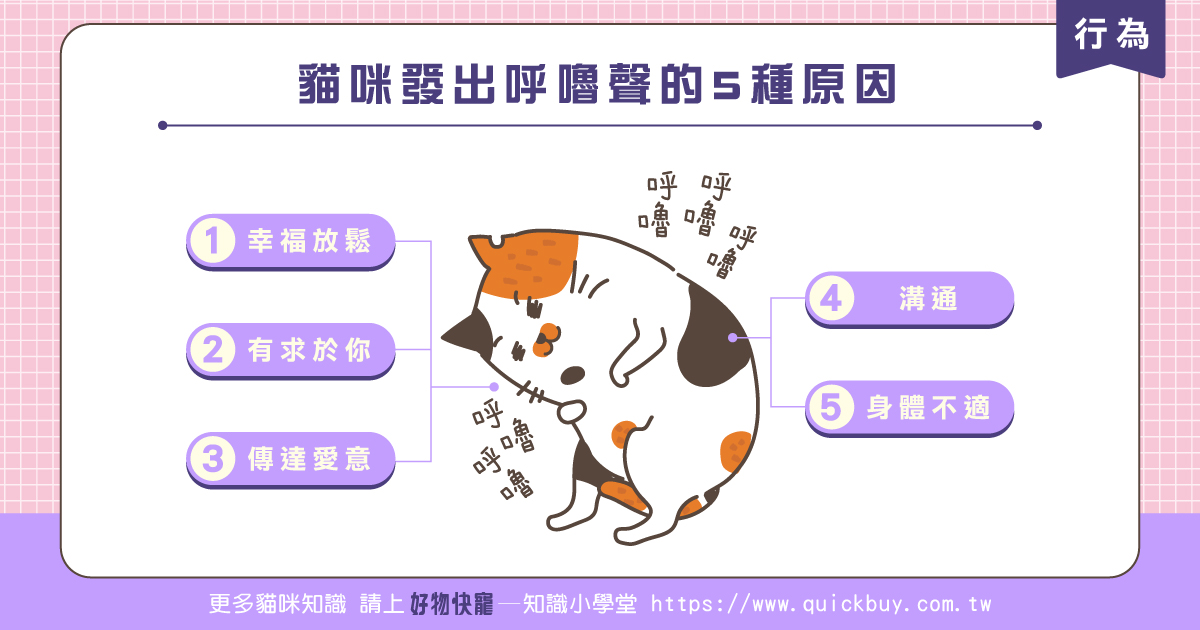 貓咪發出呼嚕聲的5種原因!
