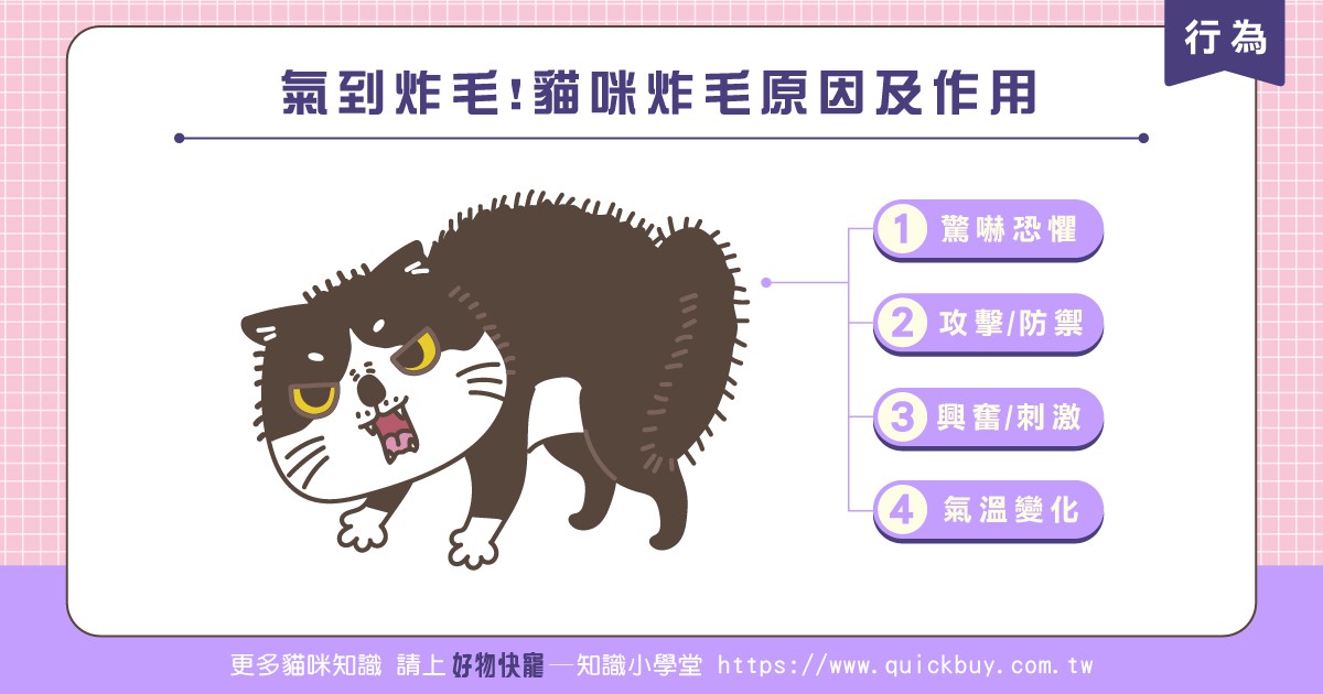 氣到炸毛!貓咪炸毛原因及作用