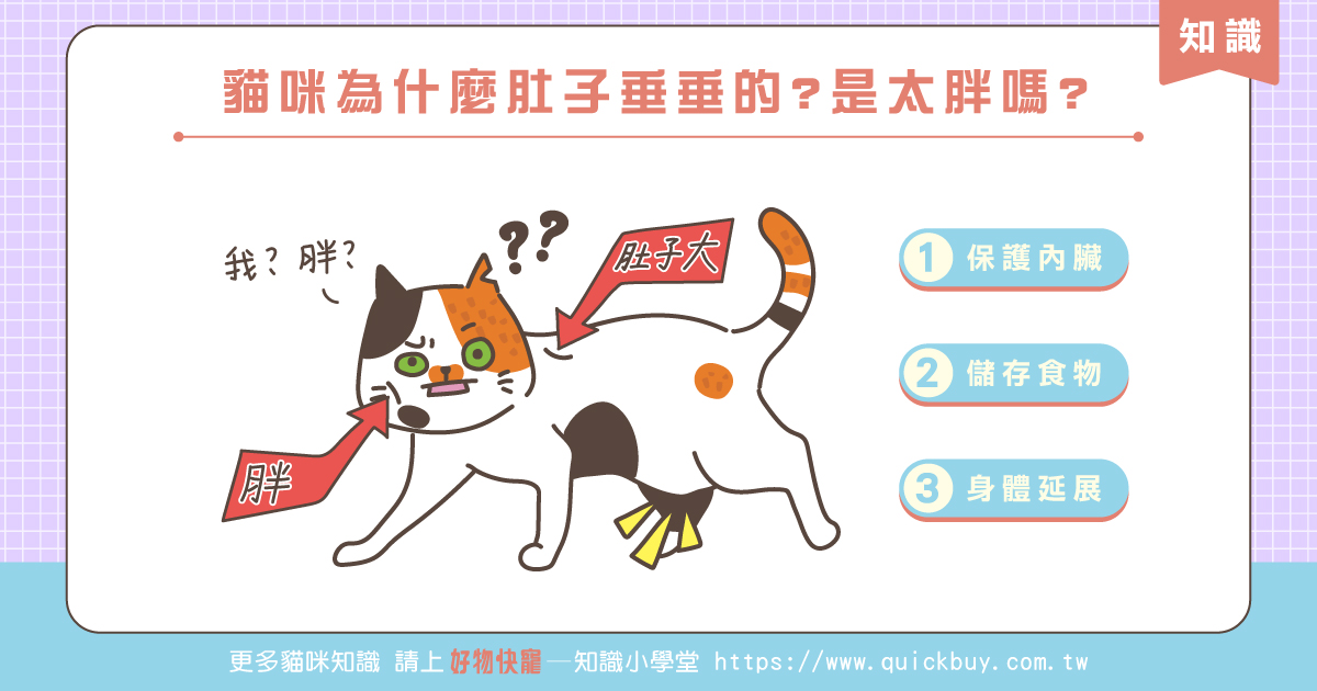貓咪為什麼肚子垂垂的？是太胖嗎？