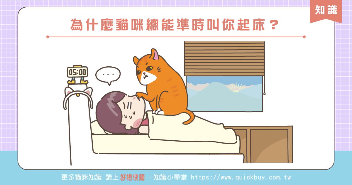 為什麼貓咪總能準時叫你起床？