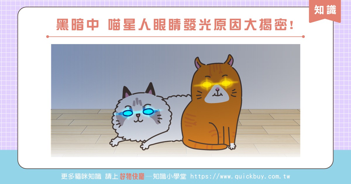 黑暗中 喵星人眼睛發光原因大揭密!