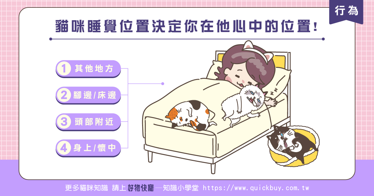 貓咪睡覺位置決定你在他心中的位置!