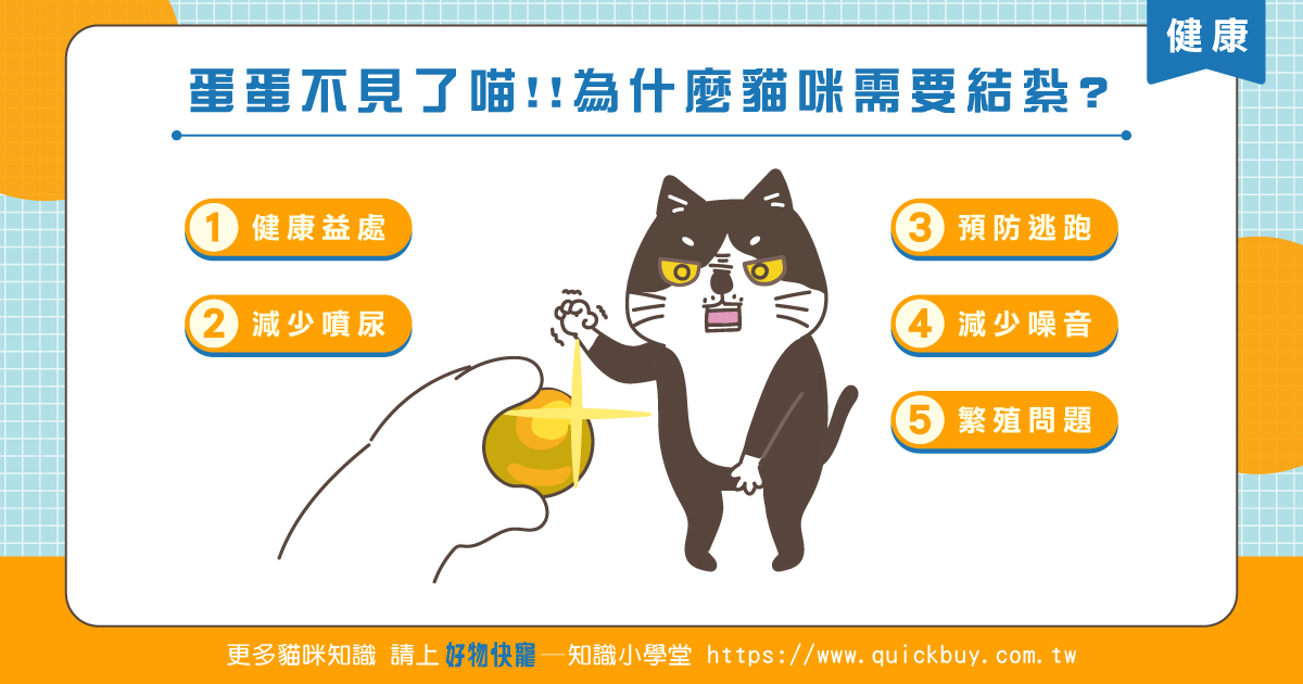 蛋蛋不見了!!貓咪為什麼需要結紮?
