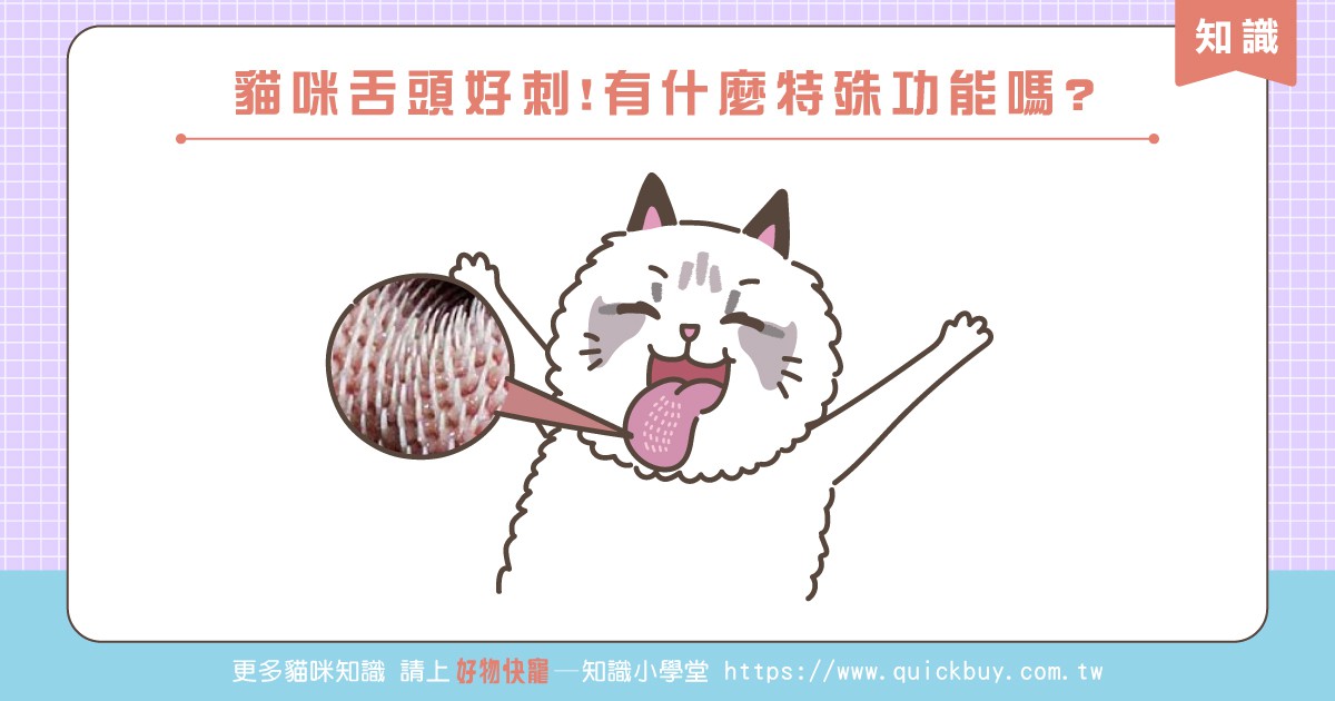 貓咪舌頭好刺!有什麼特殊功能嗎?