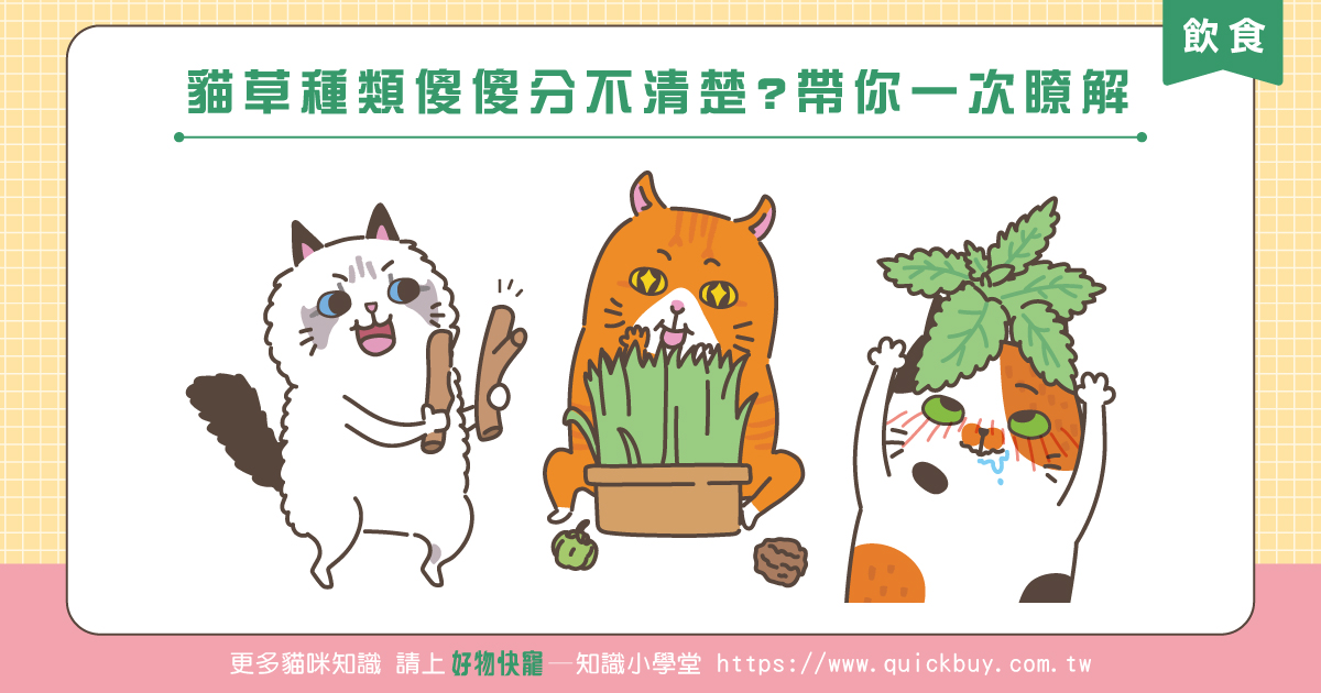 貓草種類傻傻分不清楚?帶你一次瞭解
