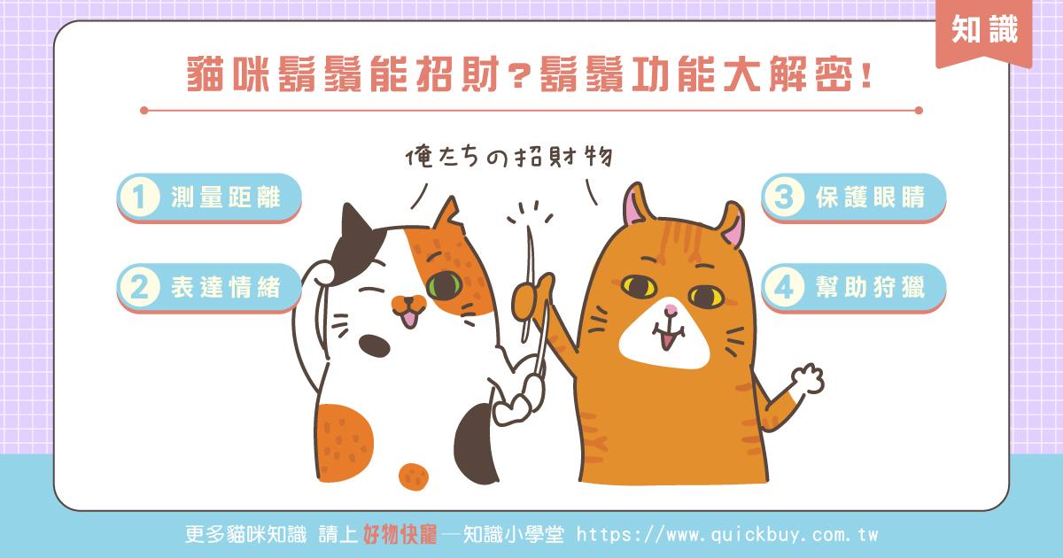 貓咪鬍鬚能招財?鬍鬚功能大解密!
