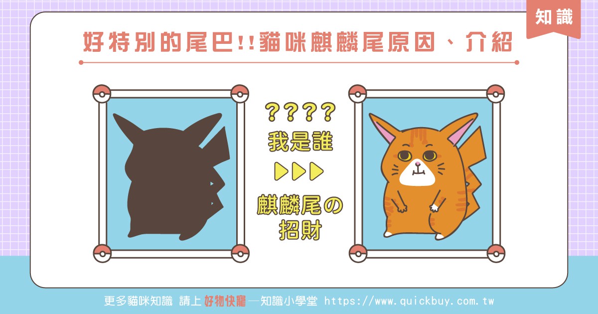 好特別的尾巴!!貓咪麒麟尾原因、介紹