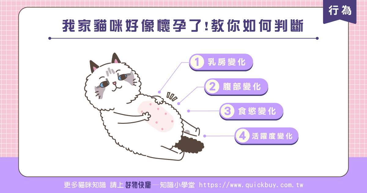 我家貓咪好像懷孕了!教你如何判斷