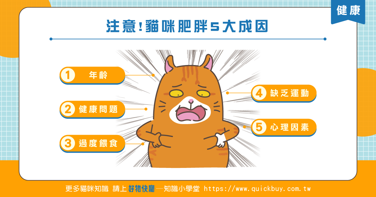 注意!貓咪肥胖5大成因