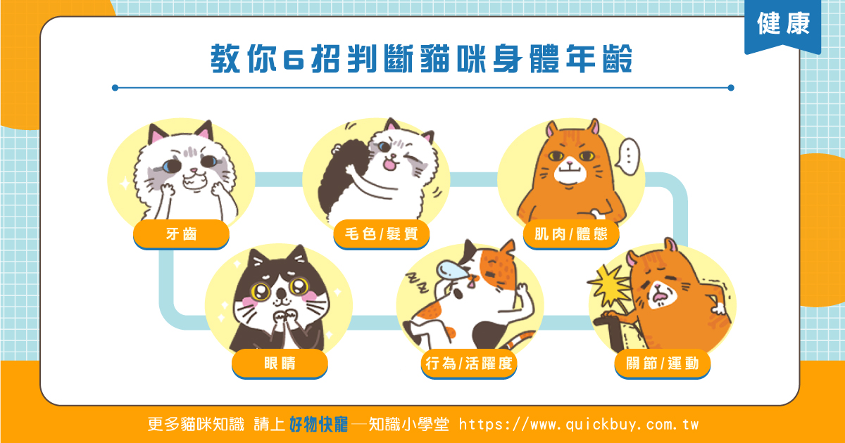 如何辨識貓咪年齡?簡單6招教你輕鬆判斷貓咪年紀！