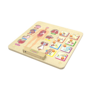 2025學年人體系統與器官｜智匯幼教