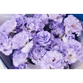 鮮 花 紫 桔 梗 花 束 # FB003_6