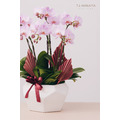 蘭 花 禮 盆＃LB005_1