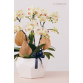 蘭 花 禮 盆＃LB006_1