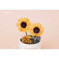 索拉向日葵迷你盆花禮盒_3
