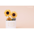 索拉向日葵迷你盆花禮盒_4