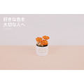 永生雛菊小盆花＃橙_5