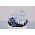 永生雛菊小盆花＃藍_3