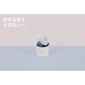 永生雛菊小盆花＃藍_5