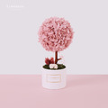 雙盆小樹禮盒組_5