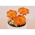 永生雛菊小盆花＃橙_3
