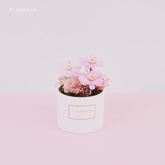 永生雛菊小盆花＃粉